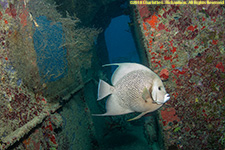 gray angelfish on wreck